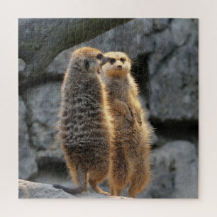 Mirrored Meerkats