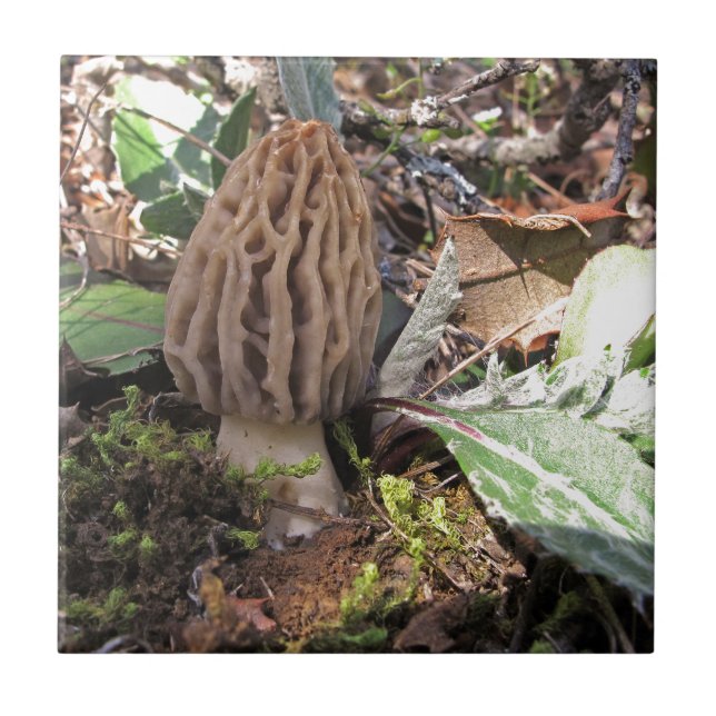 Miscellaneous - Morel/Morchella & Wood Pattern Fliese (Vorderseite)