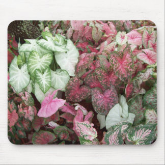 MischCaladiums Mousepad
