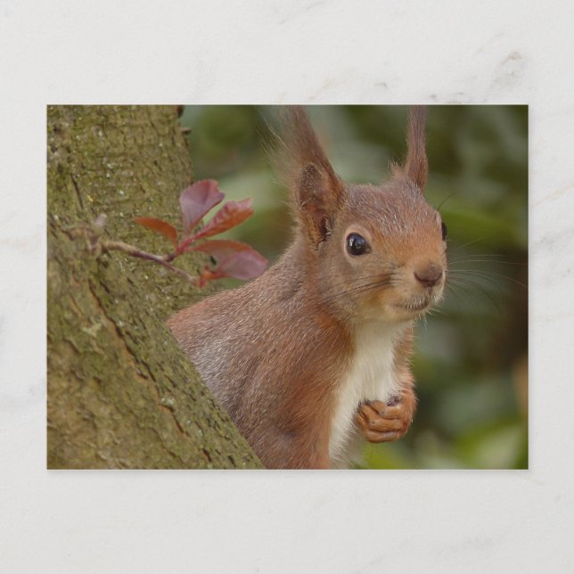 Mischeuvous Red Squirrel Postkarte (Vorderseite)