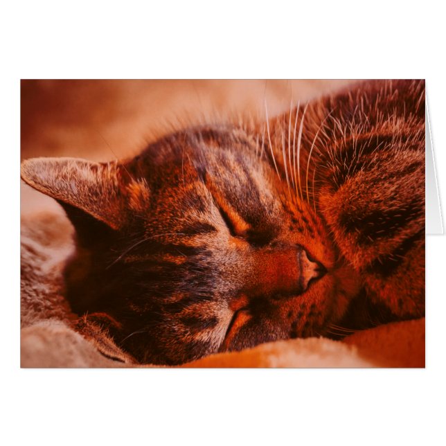 Mischief Free (Devant horizontal)