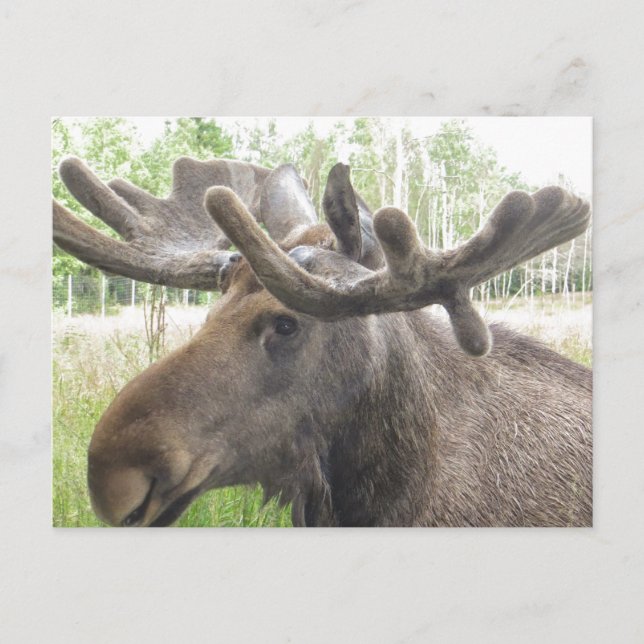 Mischievious Moose Postkarte (Vorderseite)