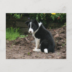 Mischievous Pup Postkarte