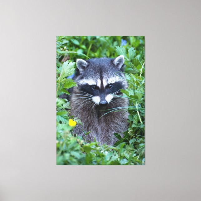 Mischievous Raccoon Leinwanddruck (Vorderseite)