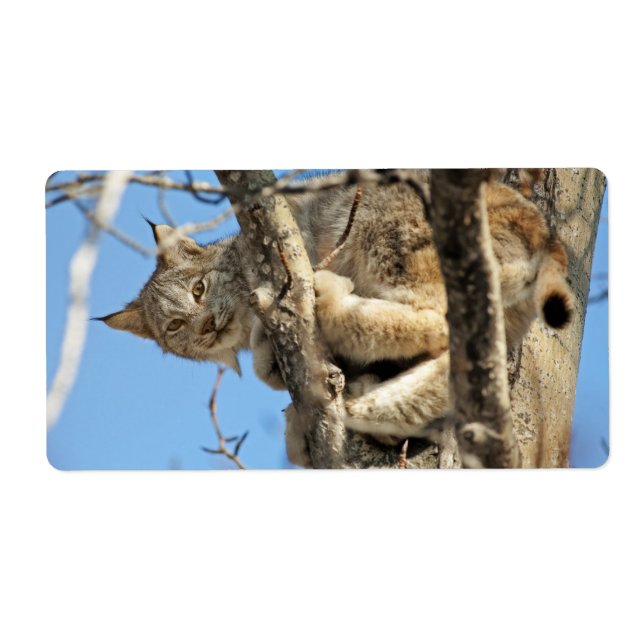 Mischous Lynx (Vorne)