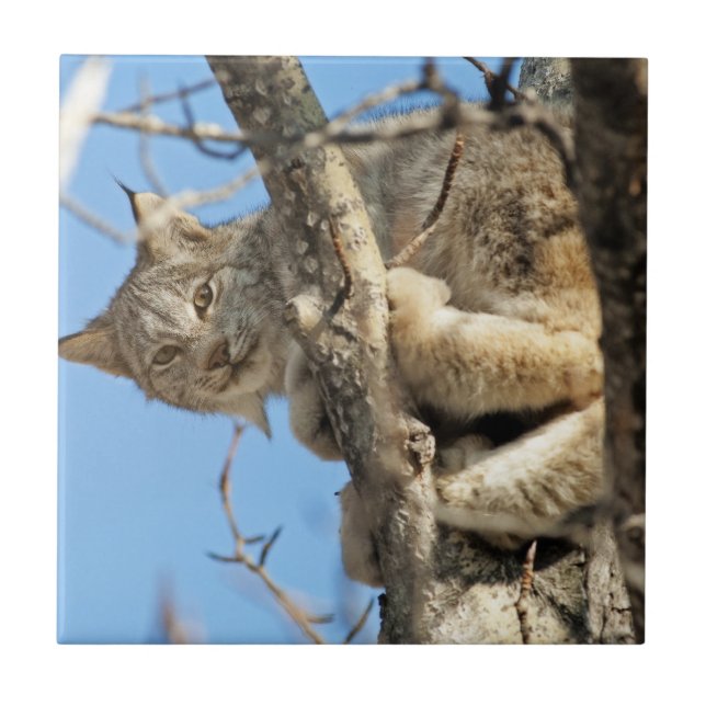 Mischous Lynx Fliese (Vorderseite)