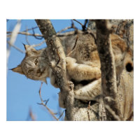 Mischous Lynx