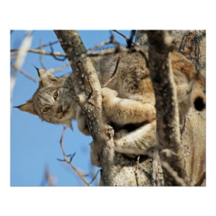 Mischous Lynx Poster