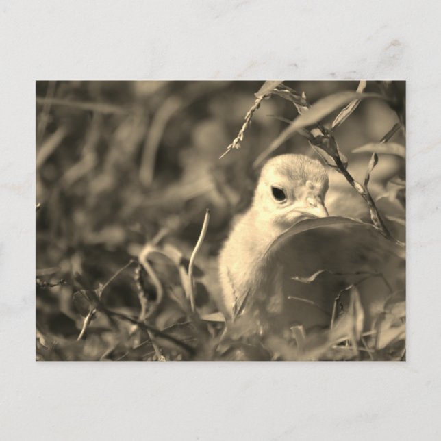 Mischung in - Postkarte (Vorderseite)