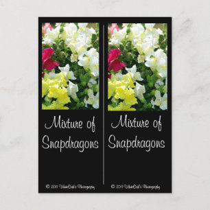 Mischung von Snapdragons Postkarte