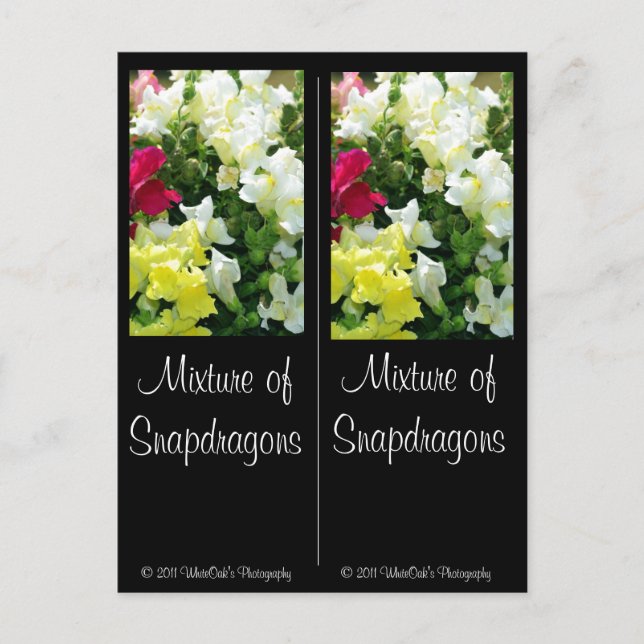 Mischung von Snapdragons Postkarte (Vorderseite)