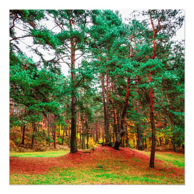 Mischwald Fotodruck (Vorne)