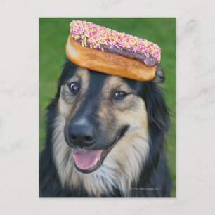 Mischzüchter mit Donut auf Kopf Postkarte