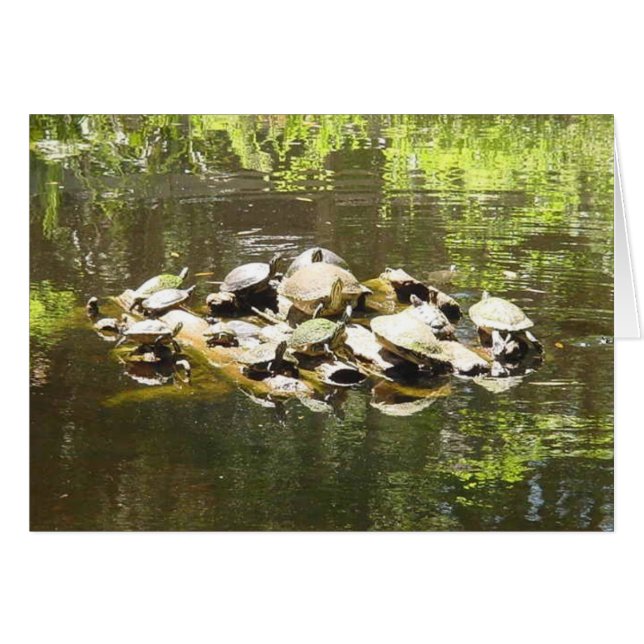 mise en réseau de tortue (Devant horizontal)