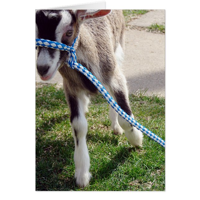 Misha die Ziege (Vorne)