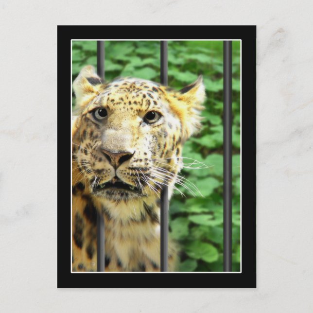 Mishap im Zoo Postkarte (Vorderseite)