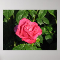 Miss All-American Beauty Hybrid Tea Rose 097