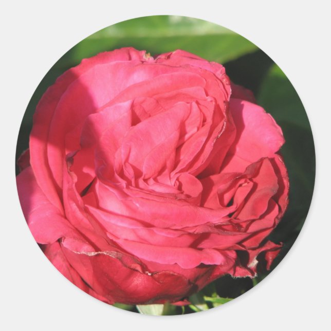 Miss All-American Beauty Hybrid Tea Rose 097 Runder Aufkleber (Vorderseite)