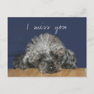 Miss dir silberne Poodle Postkarte