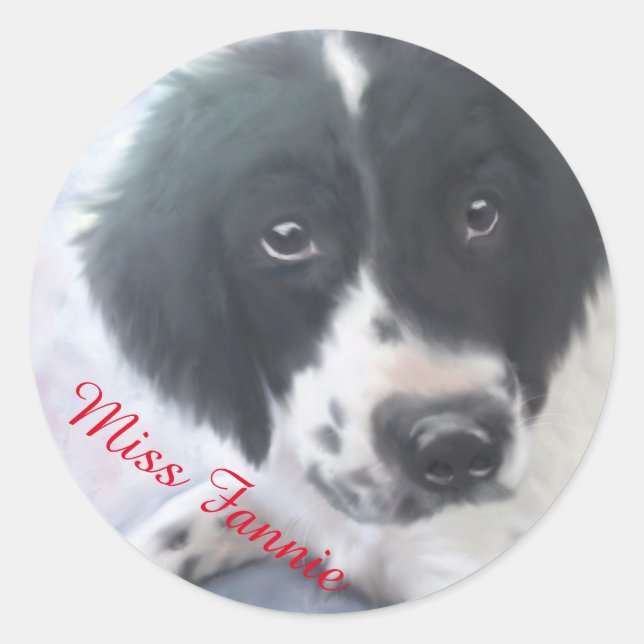 Miss Fannie - Autocollant espagnol Springer anglai (Devant)