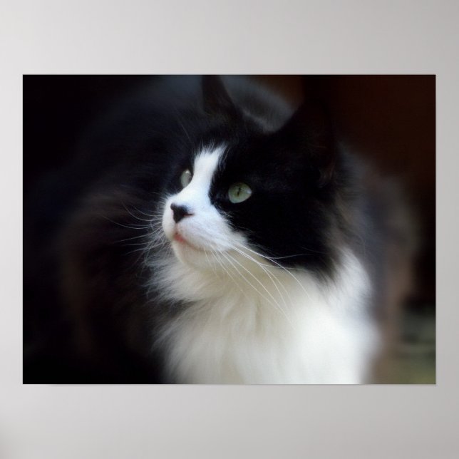 Miss Fluffy Poster (Vorne)