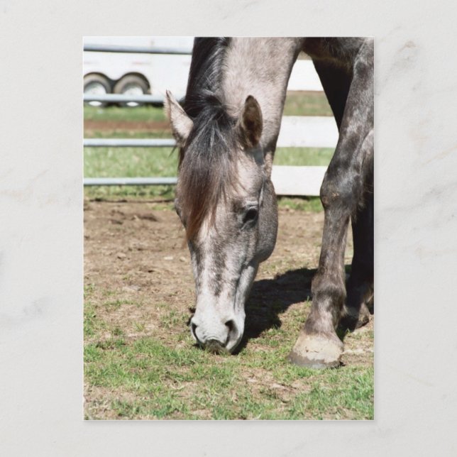 Miss Peppy Shu Postkarte (Vorderseite)