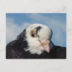 Miss Pigeon Postkarte