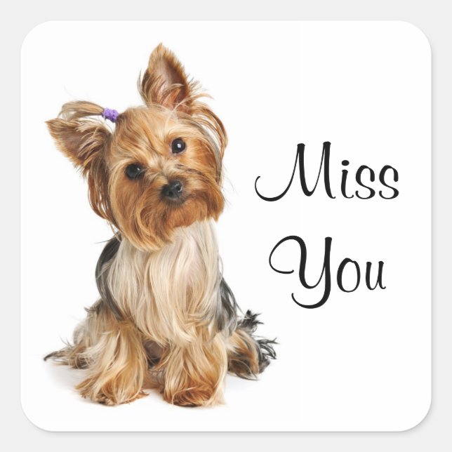Miss Yorkshire Stickers Chien Chien Puppy Terrier (Devant)