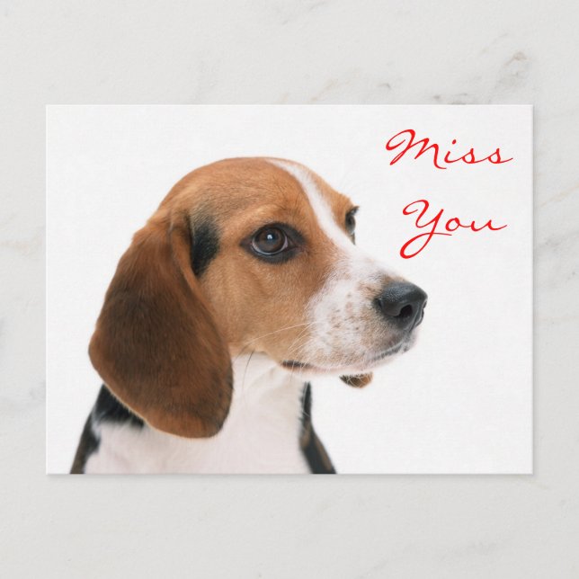 Miss You Beagle Chien Chien Chien Salutation Carte (Devant)
