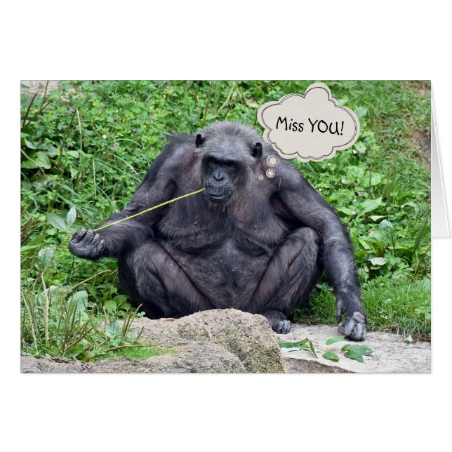 Miss You Chimpanzee (Vorderseite (Horizontal))