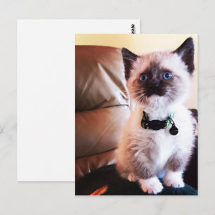 Miss You Fuzzy Adorable Siam Kitty Foto Postkarte