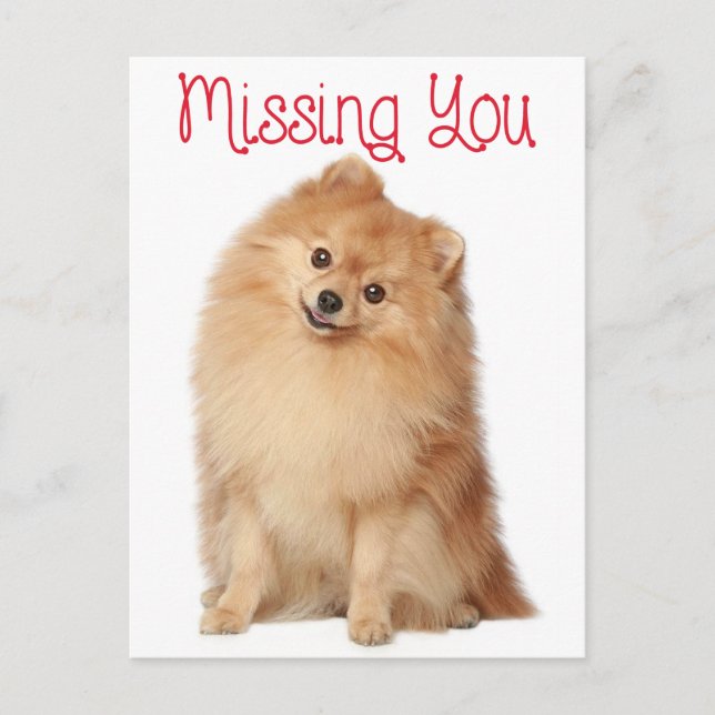 Miss You Spitz Welpe Hund Gruß Postkarte (Vorderseite)