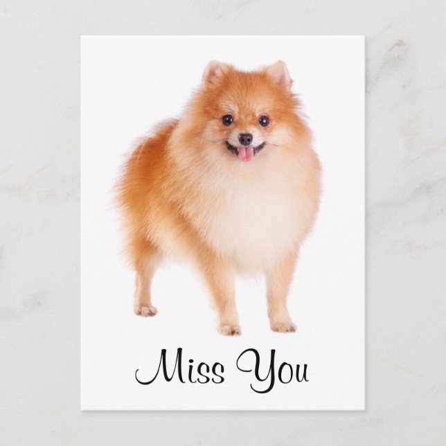 Miss You Spitz Welpe Hund Gruß Postkarte (Vorderseite)