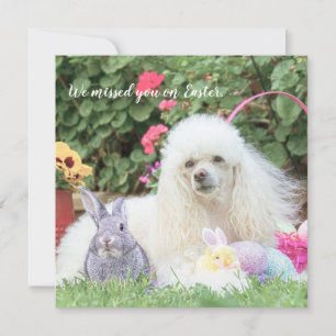 Misse-toi sur la carte plat de caniche de Pâques