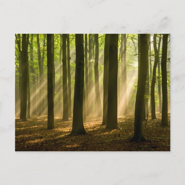 Missed and Loved Postkarte (Vorderseite)