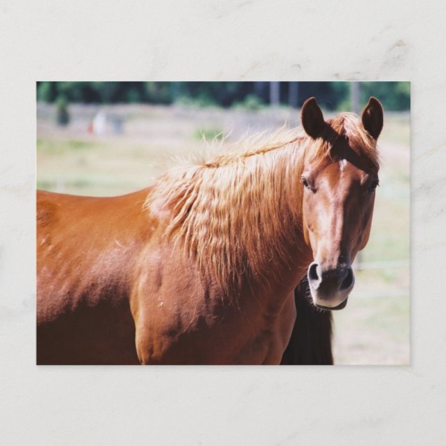 Missed Colored Postkarte (Vorderseite)