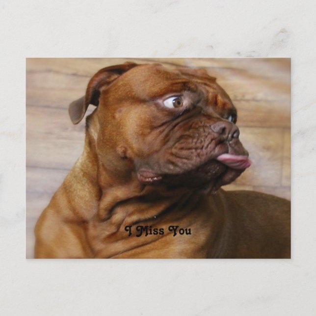 Missing You raspberry Dog Postkarte (Vorderseite)