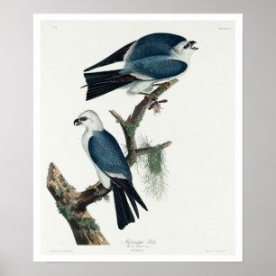 Mississippi Kite von Audubon Poster
