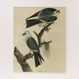Mississippi Kite von Audubons Vögeln von Amerika