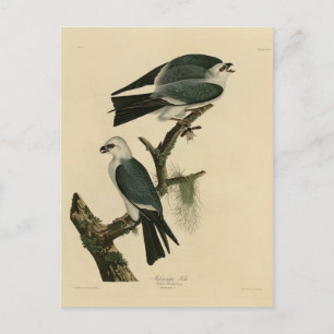 Mississippi Kite von Audubons Vögeln von Amerika Postkarte