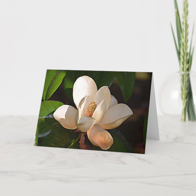 Mississippi-Magnolie Karte (Vorderseite)
