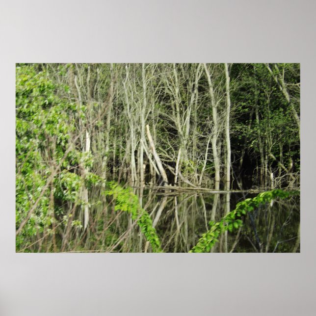 Mississippi River Treflections Poster (Vorne)