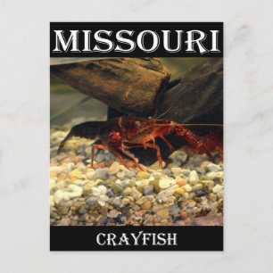 Missouri Crawfish Postkarte