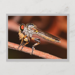 Missouri Damselfly. Postkarte