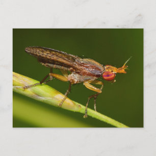 Missouri Fly. Postkarte