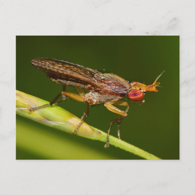 Missouri Fly. Postkarte (Vorderseite)