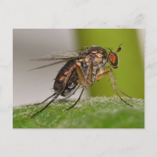 Missouri Fly. Postkarte