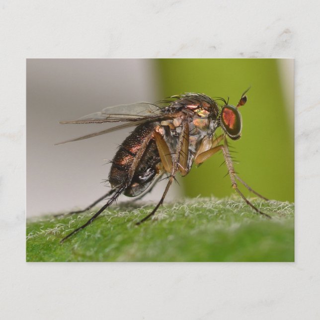 Missouri Fly. Postkarte (Vorderseite)