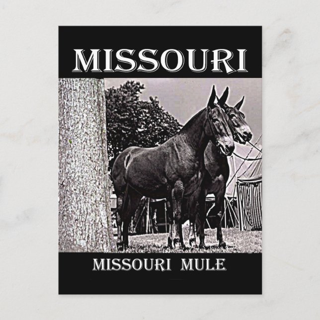 Missouri Mule Postkarte (Vorderseite)