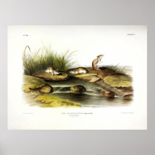 Missouri (Northern Grasshopper) Maus von Audubon Poster